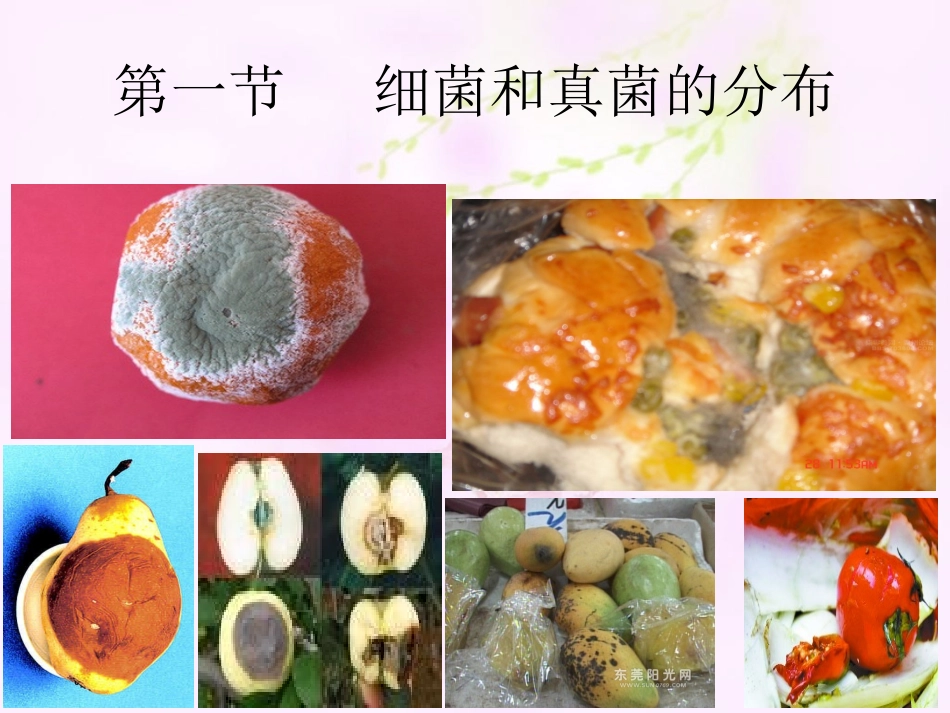 第四章    细菌和真菌_第3页