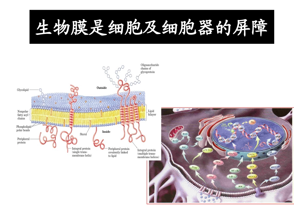 第十章 生物膜_第2页