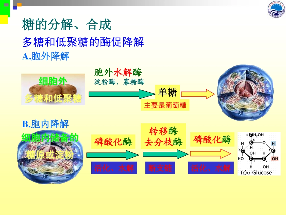 第十四章 糖酵解(重要)_第2页