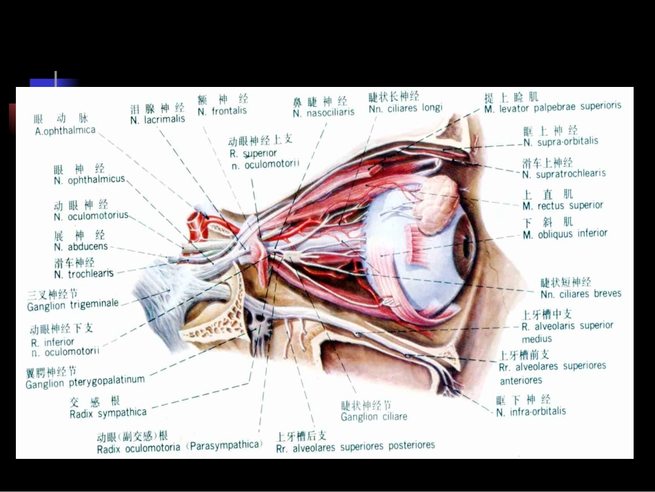 第十八章：眼眶病_第3页