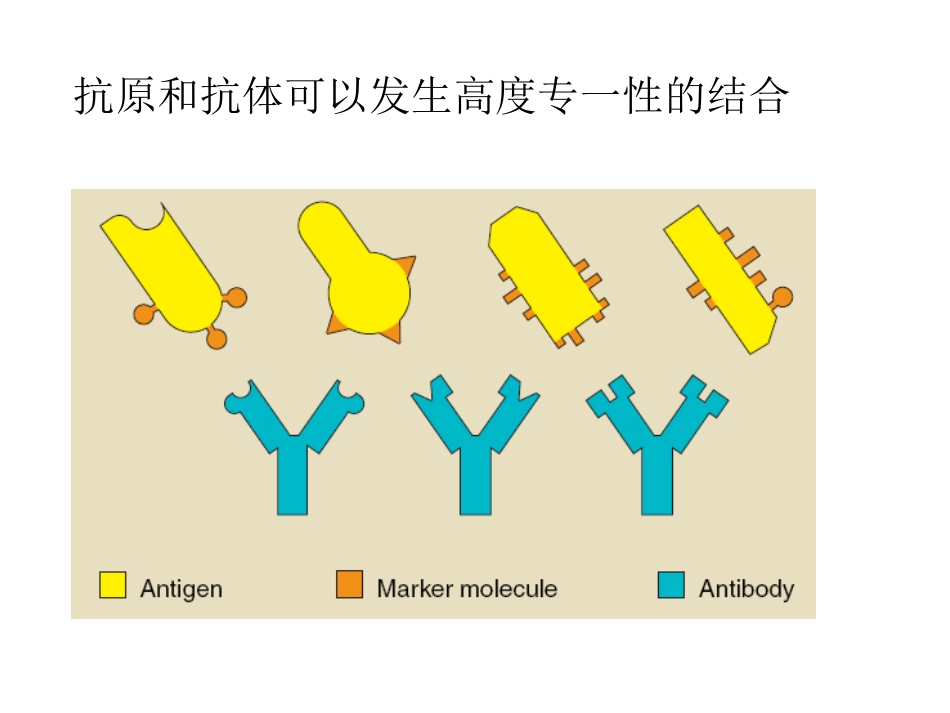 第十四章  免疫学检测技术_第3页