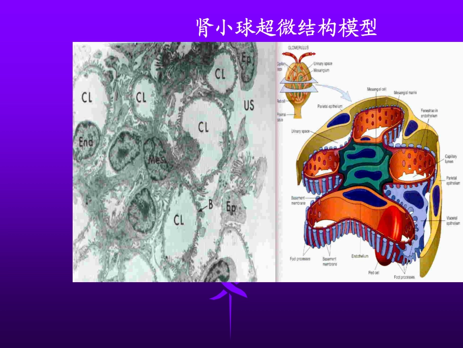 第十一章 泌尿系统疾病_第2页