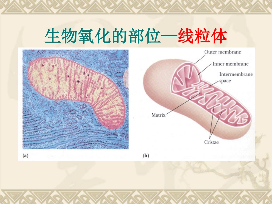 第六章 生物氧化_第3页