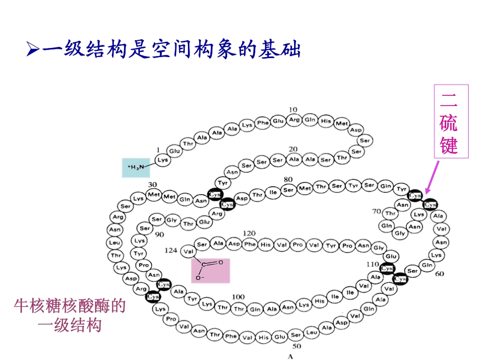 第六章 蛋白质的功能与进化_第3页