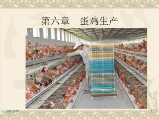 第六章 蛋鸡生产