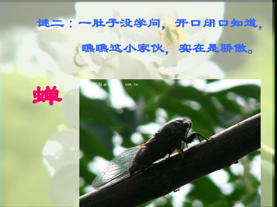 绿色蝈蝈 (3)_第2页