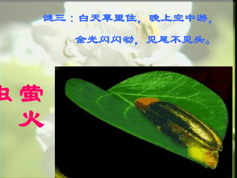 绿色蝈蝈 (3)_第3页