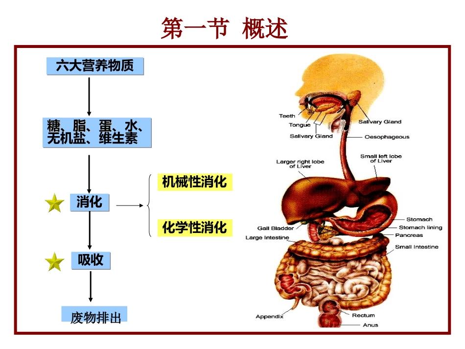 第六章  消化系统-张_第2页