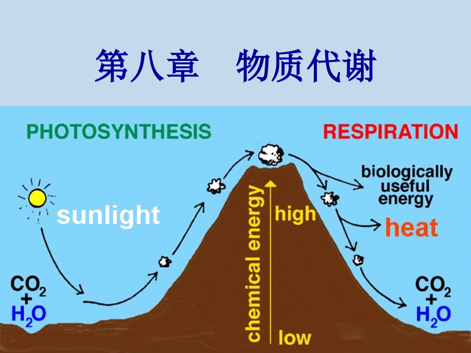 第八章 物质代谢_第1页