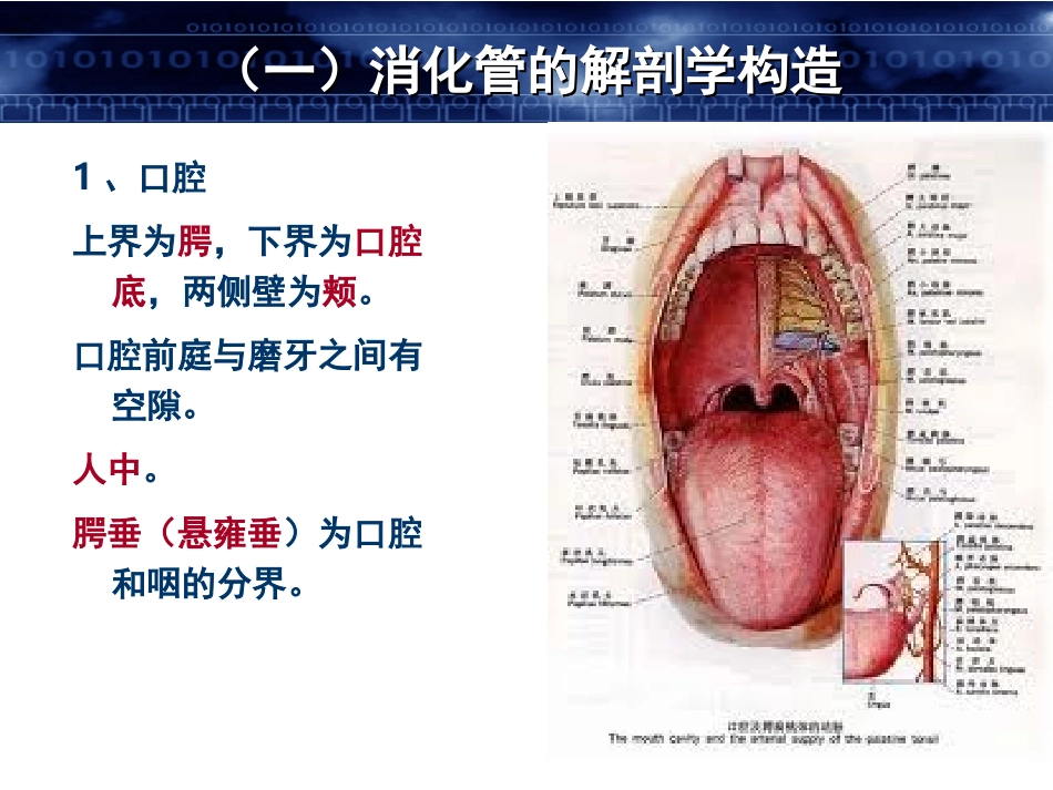 第八章 消化系统_第3页