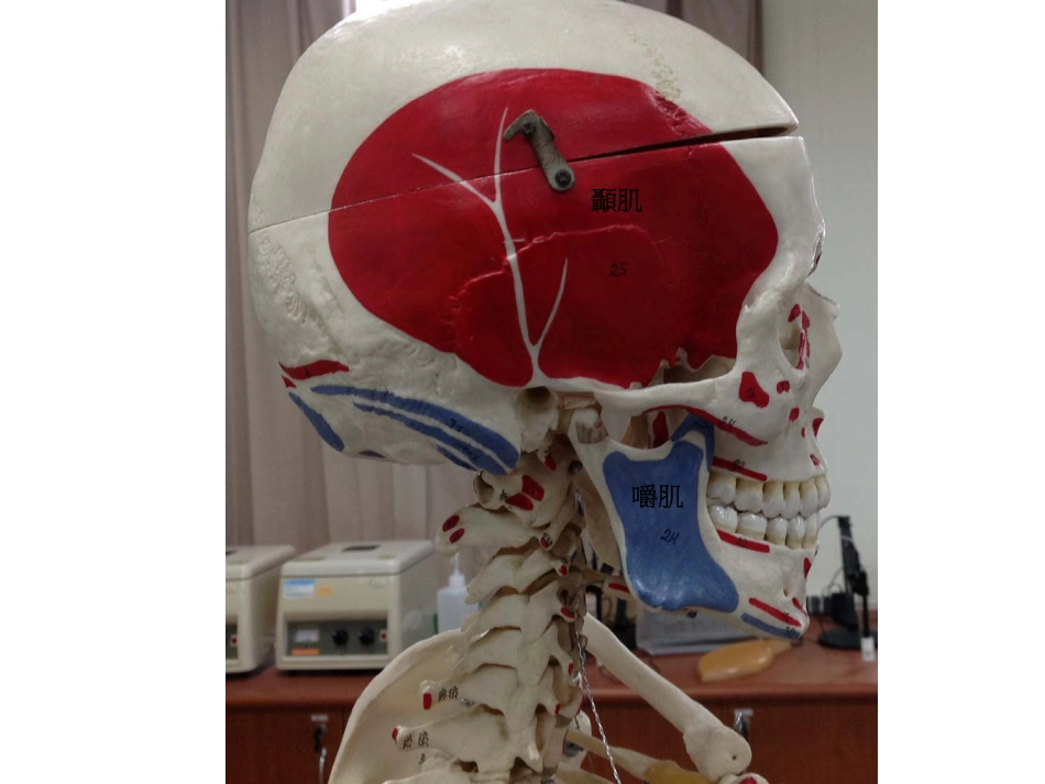 第八周(肌肉系统课程)_第2页