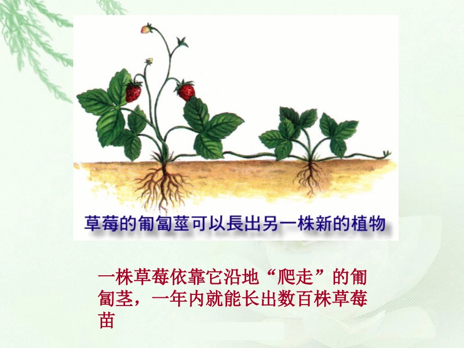 《奇妙的克隆》参考课件4_第2页