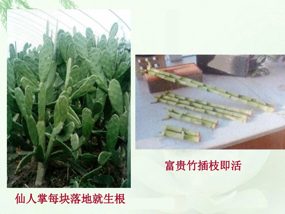 《奇妙的克隆》参考课件4_第3页