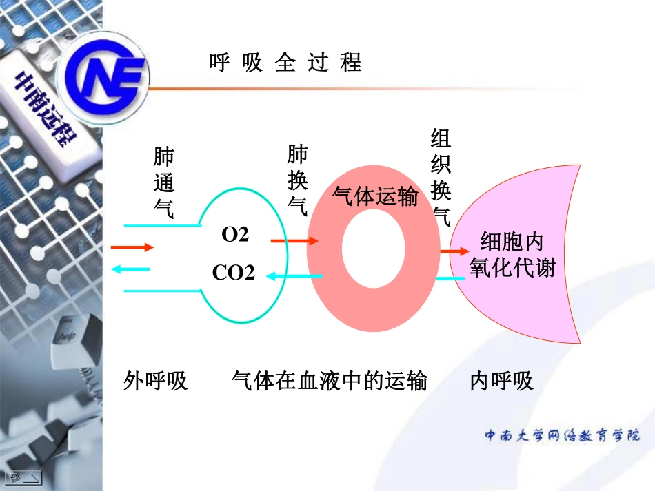 第五章_呼吸[82P][1.78MB]_第2页