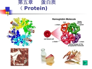 第五章  蛋白质-2012