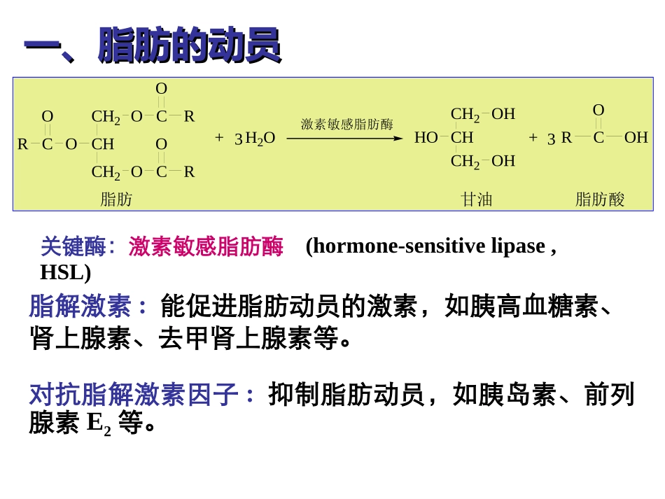 第二节 脂肪的分解代谢_第3页