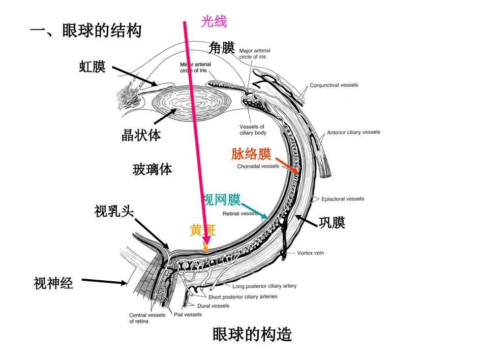 第二节 视神经 视觉传导1_第2页