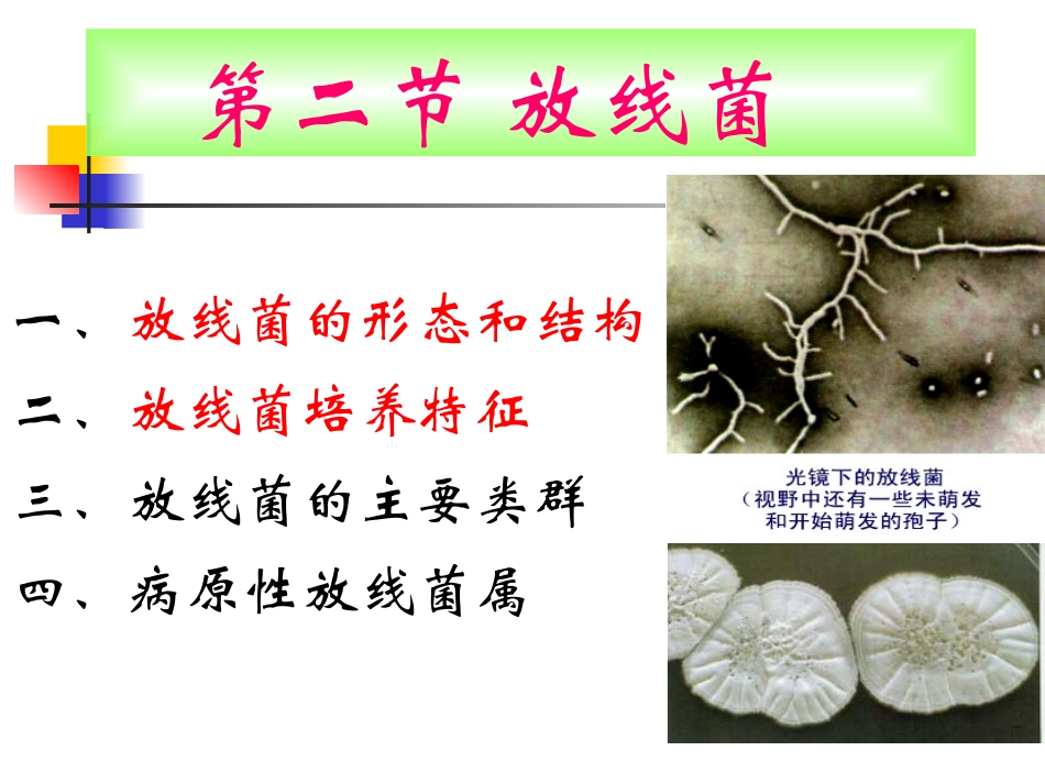 第二节  放线菌_第1页