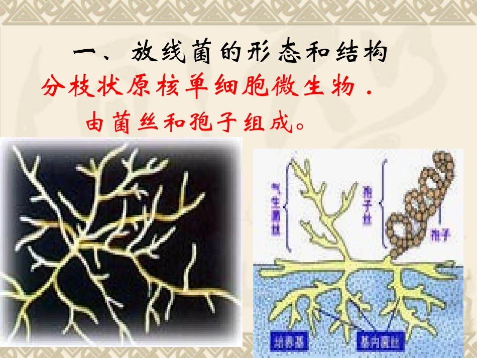 第二节  放线菌_第2页