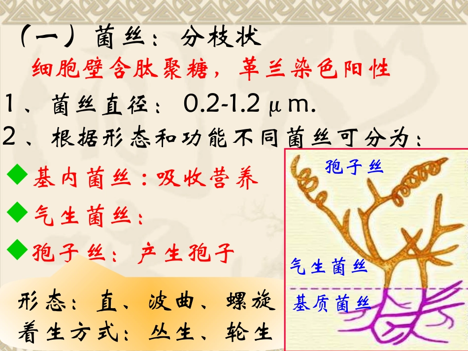 第二节  放线菌_第3页