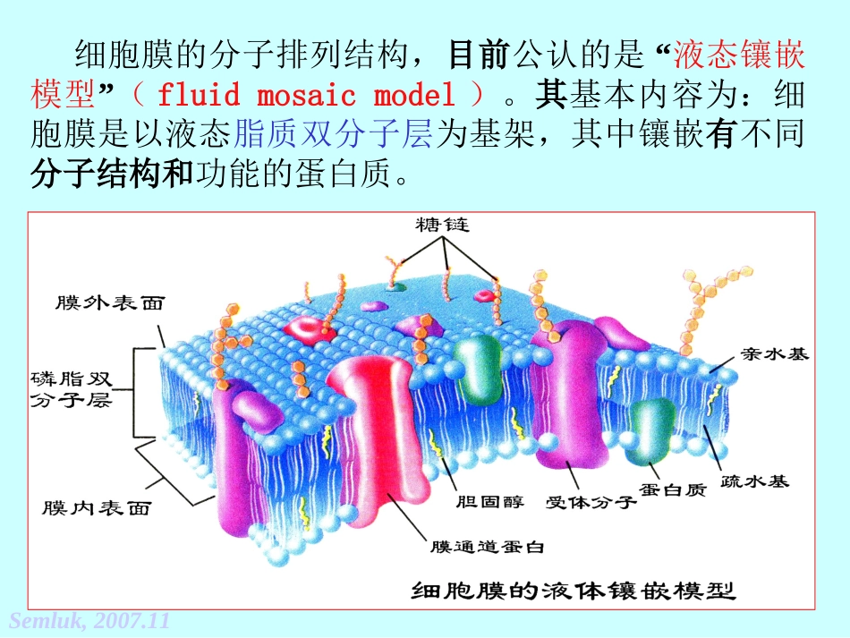 第二章 细胞的基本功能-2_第3页