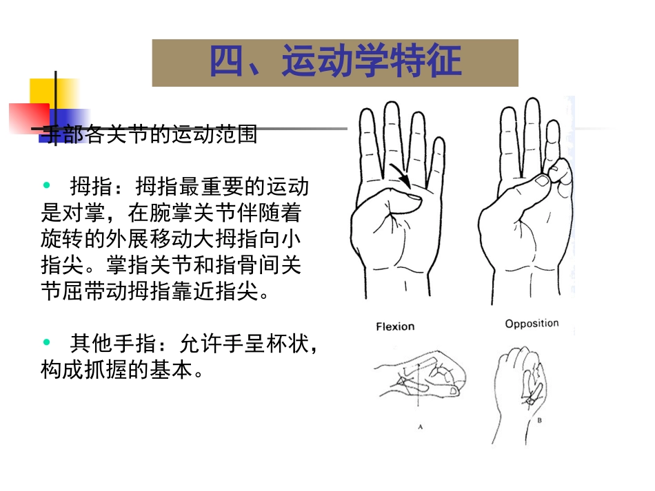 第二章 第三节 关节运动学(四、手)运动学特征_第3页