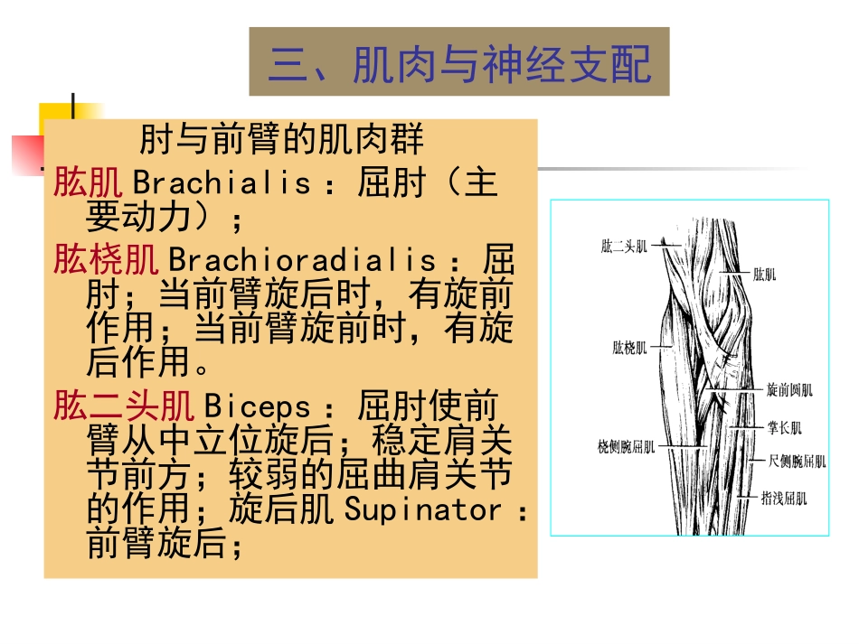 第二章 第三节 关节运动学(二、肘)肌肉与神经支配_第3页