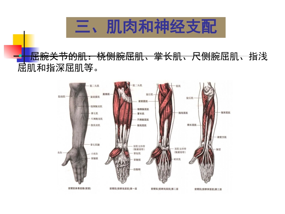 第二章 第三节 关节运动学(三、腕)肌肉和神经支配_第3页