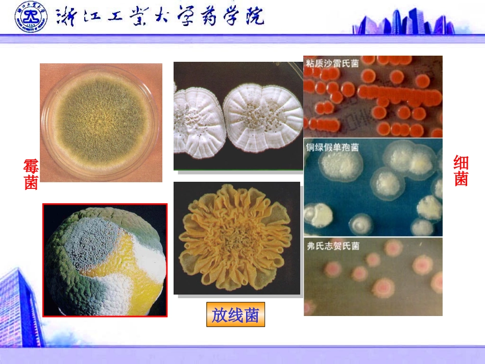第二章 放线菌_第3页