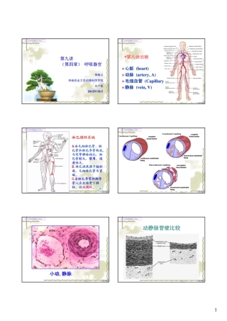 第九讲 呼吸器官2013秋