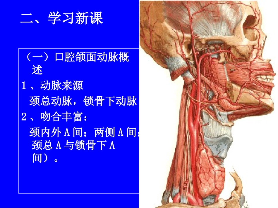 第三节   血管17.18     动脉_第3页