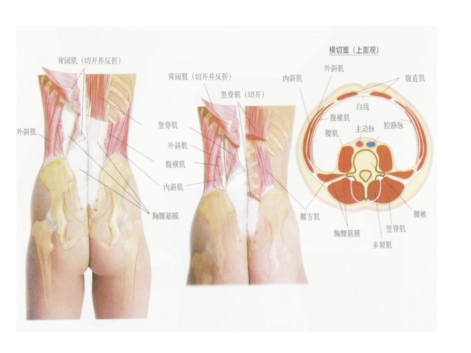 第三腰椎横突综合征_第3页