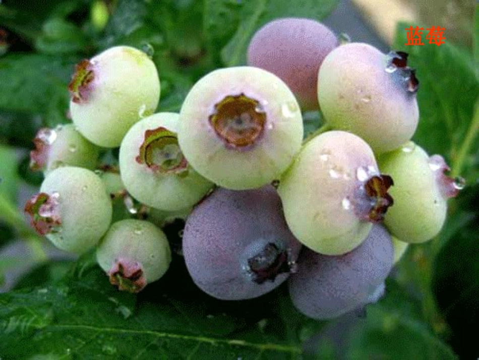 第三章  种苗生产的程序与方法1_第2页