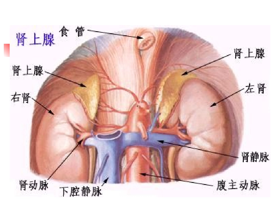 第七篇 第十三章 库欣综合征_第2页