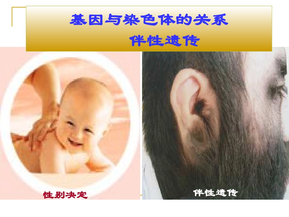 第一轮伴性遗传_第1页