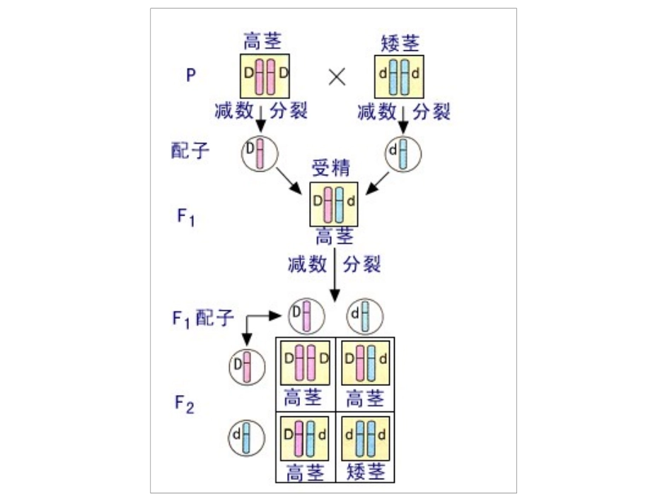 第一轮伴性遗传_第3页