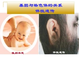 第一轮伴性遗传