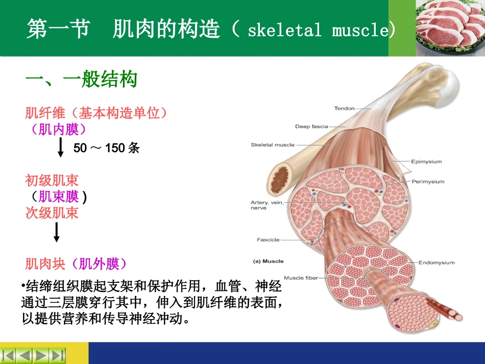 第一章肉的组织结构和化学成分_第3页