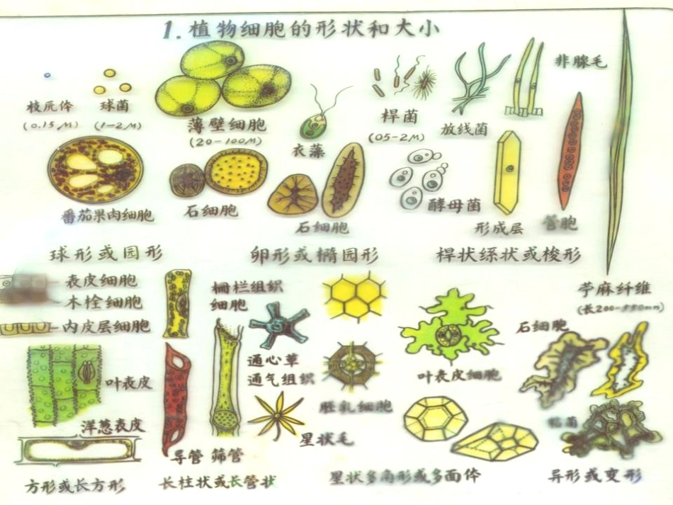 第一章 植物的细胞_第3页