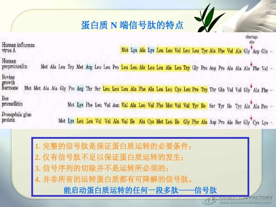 第4章 蛋白质的翻译-转运降解_第3页