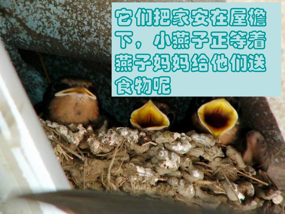 三年级上册语文园地四习作《观察日记》_第3页