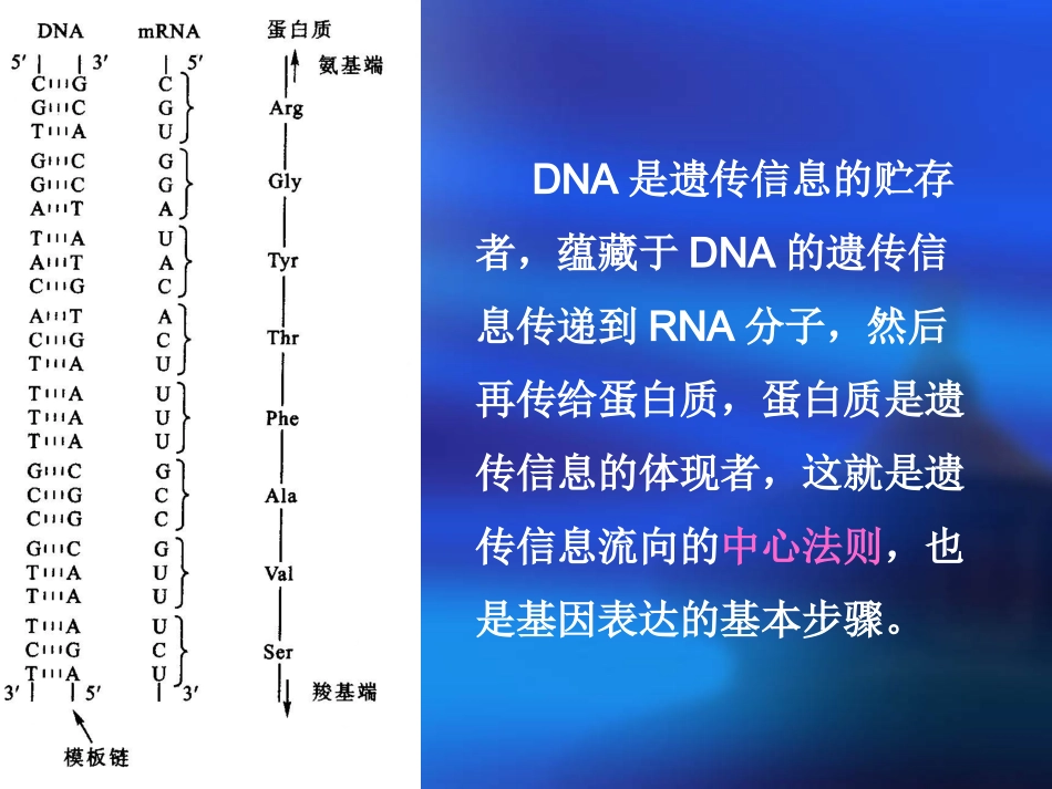 第3章 RNA的转录-启动子_第2页