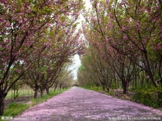 第1课《远近的奥秘》[1] 2