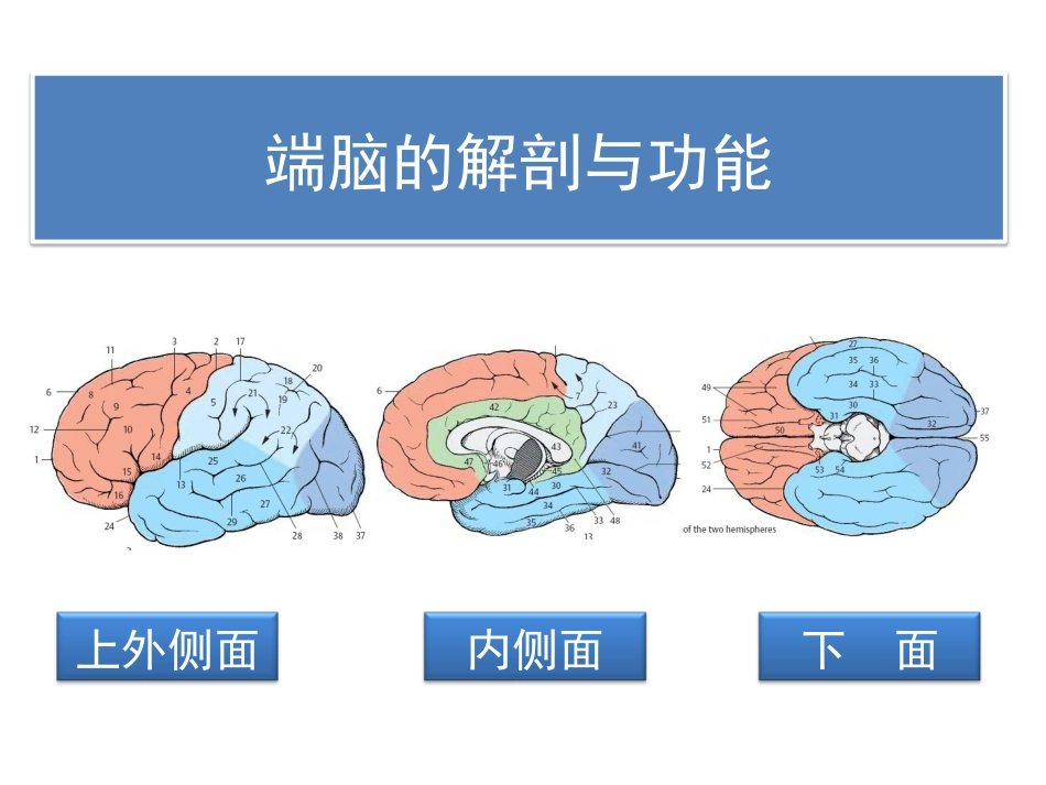 端脑的解剖与功能_第1页