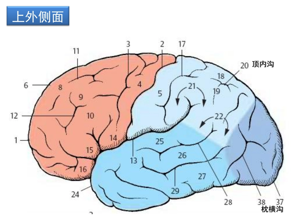 端脑的解剖与功能_第3页