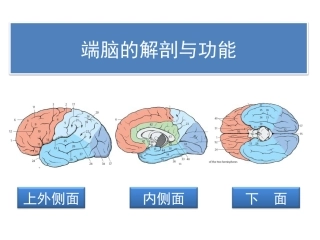 端脑的解剖与功能