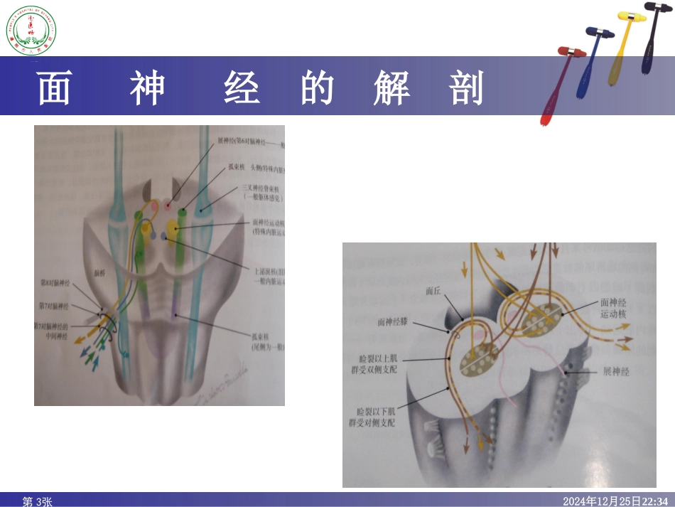 神经解剖讲课模版 (2)_第3页