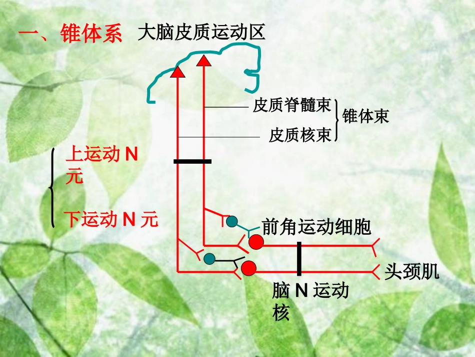 神经系统运动功能检查_第3页