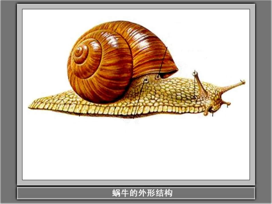 动物有哪些相同特点_第2页