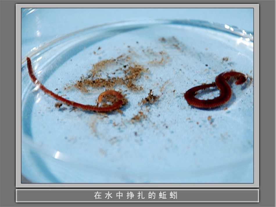 动物有哪些相同特点_第3页